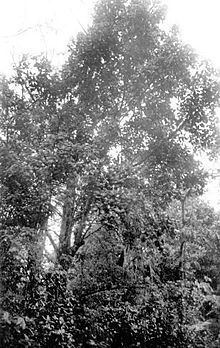 Magnolia portoricensis httpsuploadwikimediaorgwikipediacommonsthu