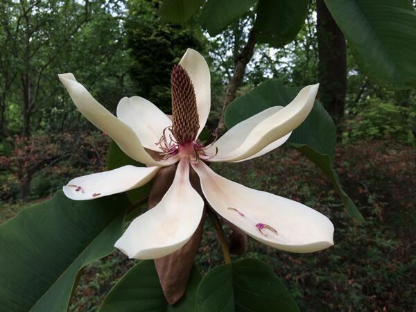 Magnolia rostrata Maples on Twitter quotMagnolia rostrata Valley Gardens httptco