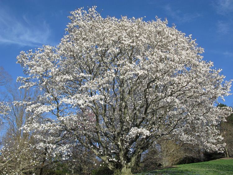 Magnolia salicifolia Magnolia salicifolia Anise magnolia Magnolia salicifolia Flickr