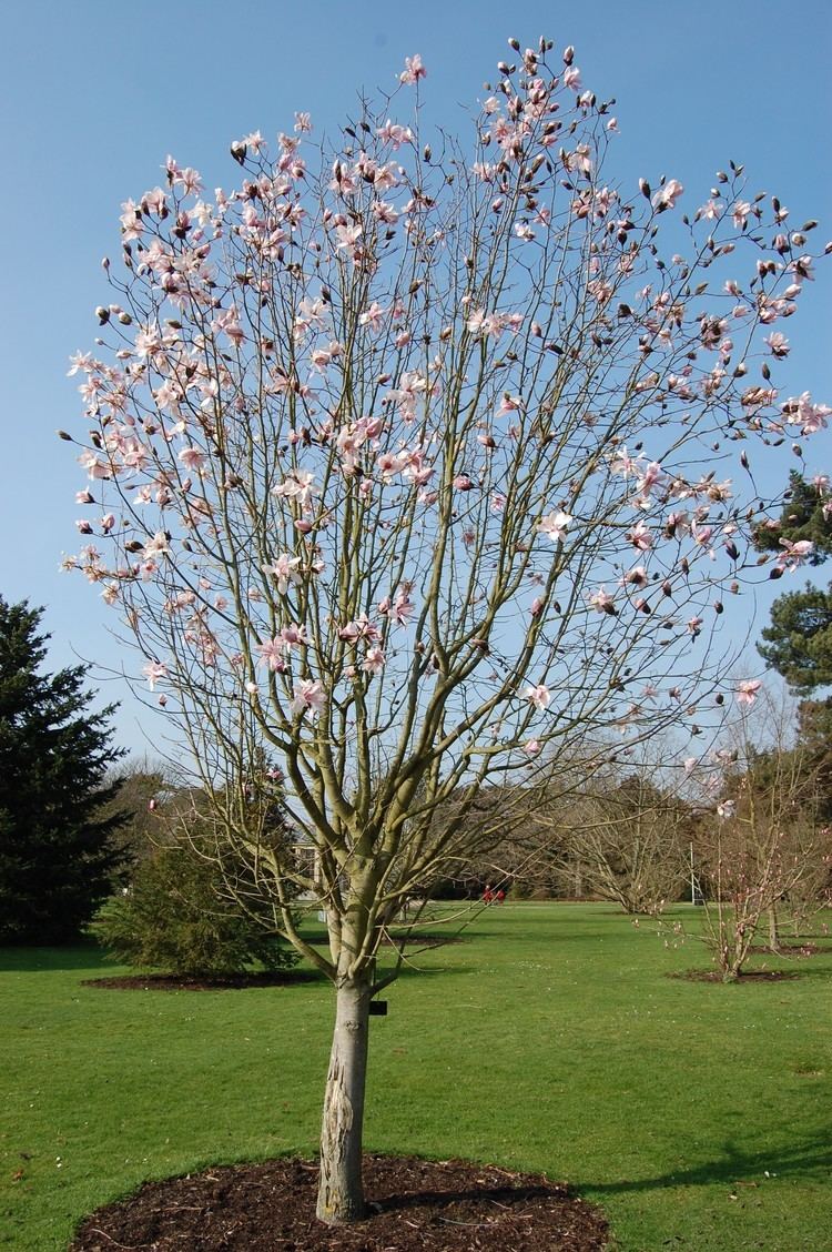 Magnolia salicifolia httpsdavisla2fileswordpresscom201204magno