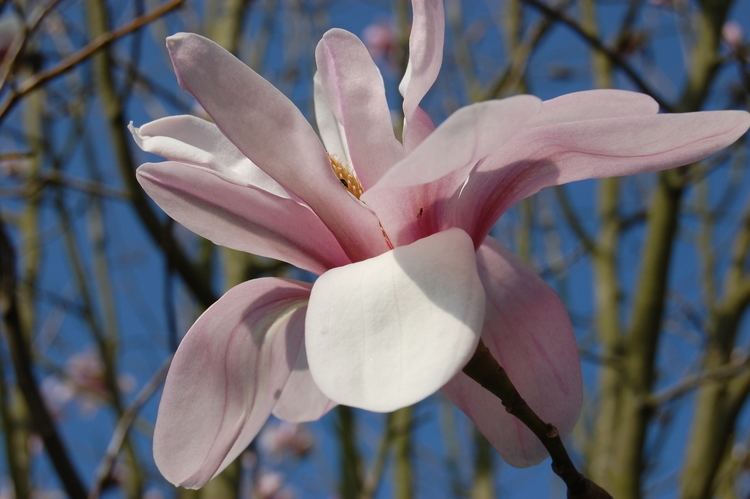 Magnolia salicifolia Magnolia salicifolia landscape architect39s pages