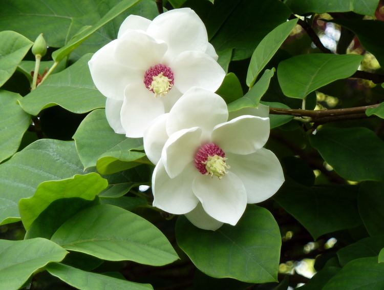 Magnolia sieboldii Magnolia sieboldii Oyama Magnolia Species Leafland