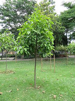 Magnolia silvioi httpsuploadwikimediaorgwikipediacommonsthu