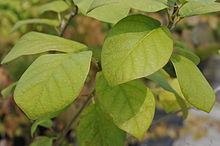 Magnolia sinensis httpsuploadwikimediaorgwikipediacommonsthu