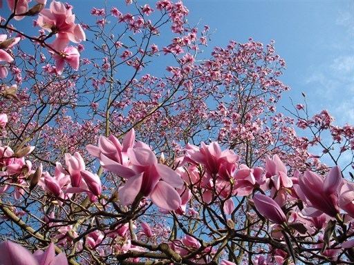 Magnolia sprengeri Our favourite April Plants Magnolia sprengeri 39Diva39 Ness
