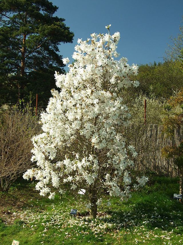 Magnolia stellata Magnolia stellata Wikiwand