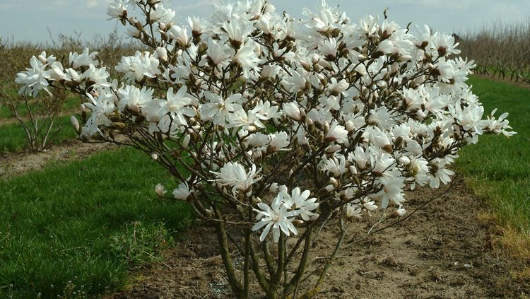 Magnolia stellata Magnolia stellata TreeEbb Online treefinding tool Ebben Nurseries