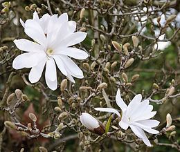 Magnolia stellata httpsuploadwikimediaorgwikipediacommonsthu