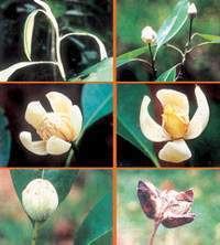 Magnolia thailandica 2bpblogspotcomTPWkmPYDhcTyegeFUqzZIAAAAAAA