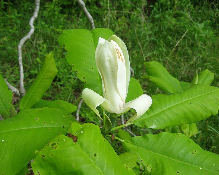 Magnolia tripetala Magnolia tripetala Wikipedia