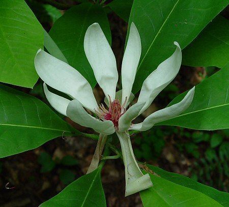Magnolia tripetala wwwalabamaplantscomWhitealtMagnoliatripetala