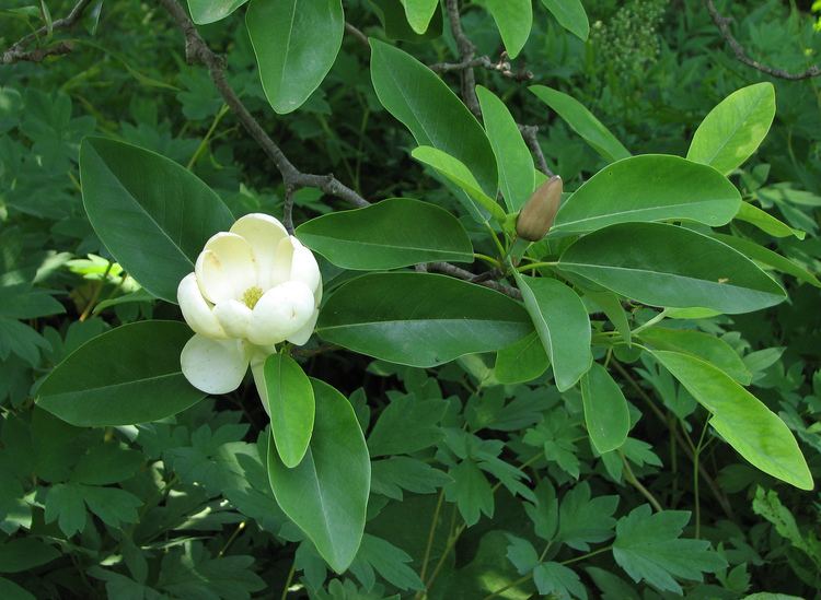 Magnolia virginiana FileSweetbay Magnolia Magnolia virginiana Open Closed Flower 2476px