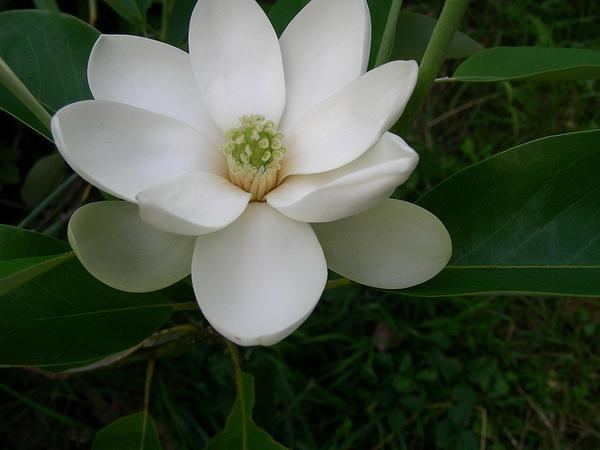 Magnolia virginiana Magnolia virginiana