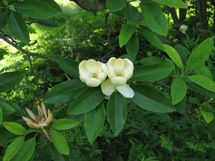 Magnolia virginiana FileSweetbay Magnolia Magnolia virginiana Flowers 2816pxjpg