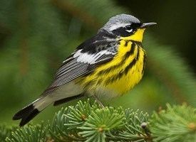 Magnolia warbler Magnolia Warbler Identification All About Birds Cornell Lab of