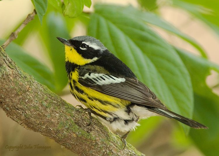 Magnolia warbler MagnoliaWarblerM800Pixjpg