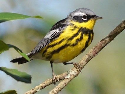 Magnolia warbler Magnolia Warbler Identification All About Birds Cornell Lab of