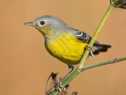 Magnolia warbler Magnolia Warbler Identification All About Birds Cornell Lab of