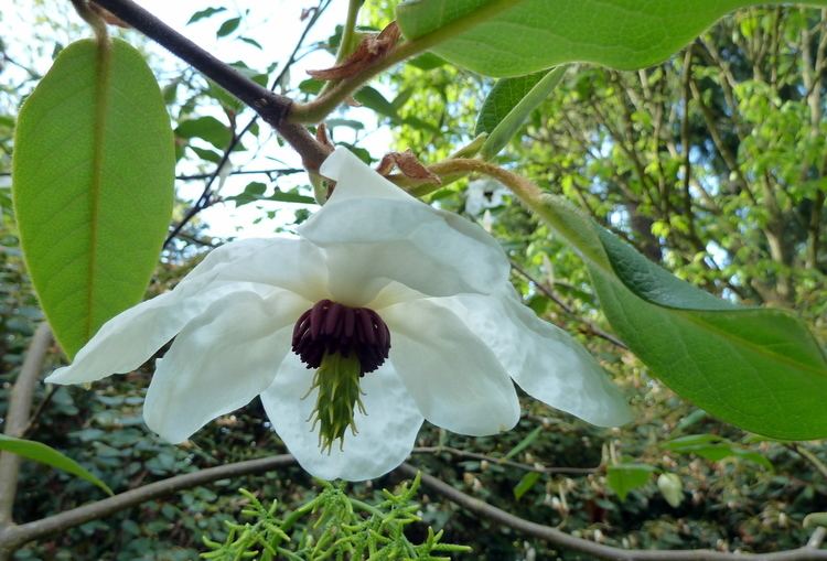 Magnolia wilsonii FileMagnolia wilsonii 7224974080jpg Wikimedia Commons