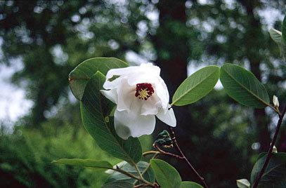 Magnolia wilsonii Magnolia wilsonii Wilson magnoliaRHS Gardening