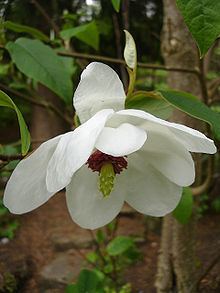 Magnolia wilsonii httpsuploadwikimediaorgwikipediacommonsthu