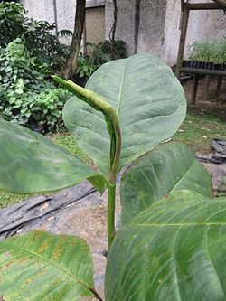 Magnolia yarumalense httpsuploadwikimediaorgwikipediacommonsthu