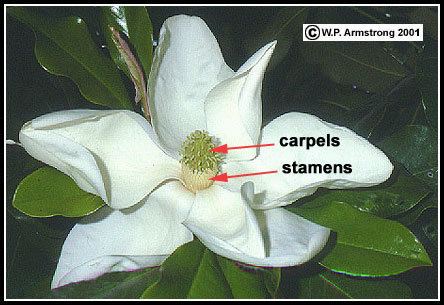 Magnoliaceae Magnolia Family Magnoliaceae