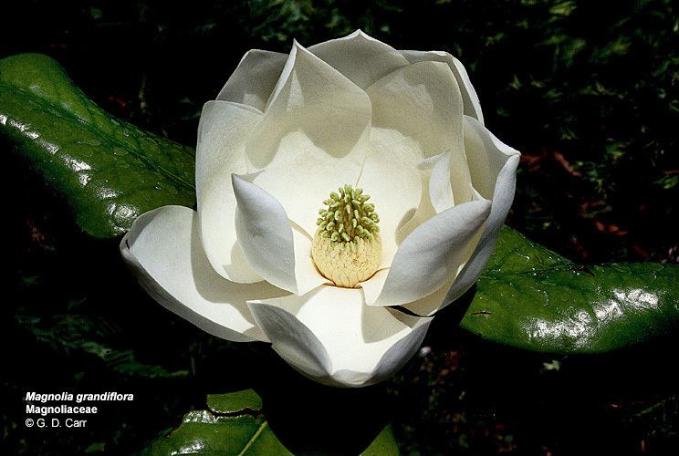 Magnoliaceae Flowering Plant Families UH Botany