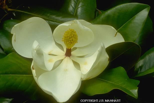Magnoliaceae MAGNOLIACEAE