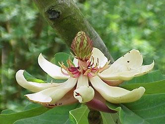 Magnoliales Magnoliales