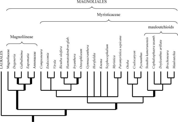 Magnoliales Androecium diversity and evolution in Myristicaceae Magnoliales