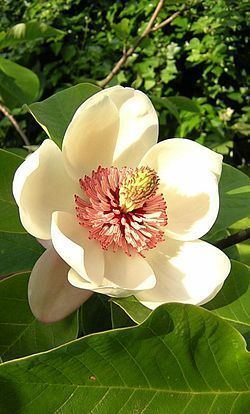 Magnoliales httpsuploadwikimediaorgwikipediacommonsthu