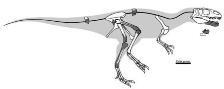Magnosaurus Magnosaurus Wikiwand