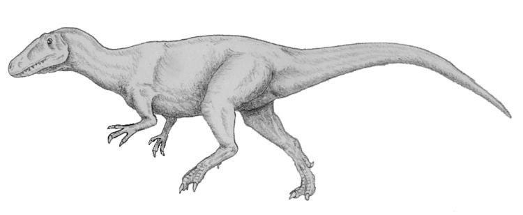 Magnosaurus httpsuploadwikimediaorgwikipediacommonsff