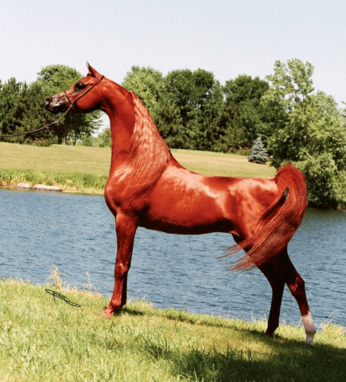 Magnum Psyche MAGNUM PSYCHE Arabian Horse Pedegru