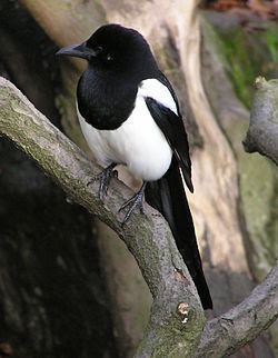 Magpie httpsuploadwikimediaorgwikipediacommonsthu