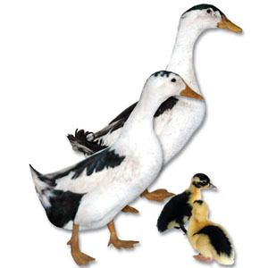 Magpie duck Ducklings