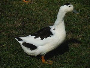 Magpie duck Magpie duck Wikipedia