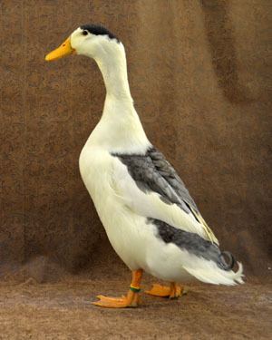 Magpie duck The Livestock Conservancy