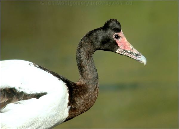 Magpie goose Magpie Goose photo image 1 of 16 by Ian Montgomery at birdwaycomau