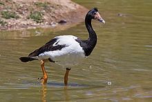 Magpie goose httpsuploadwikimediaorgwikipediacommonsthu