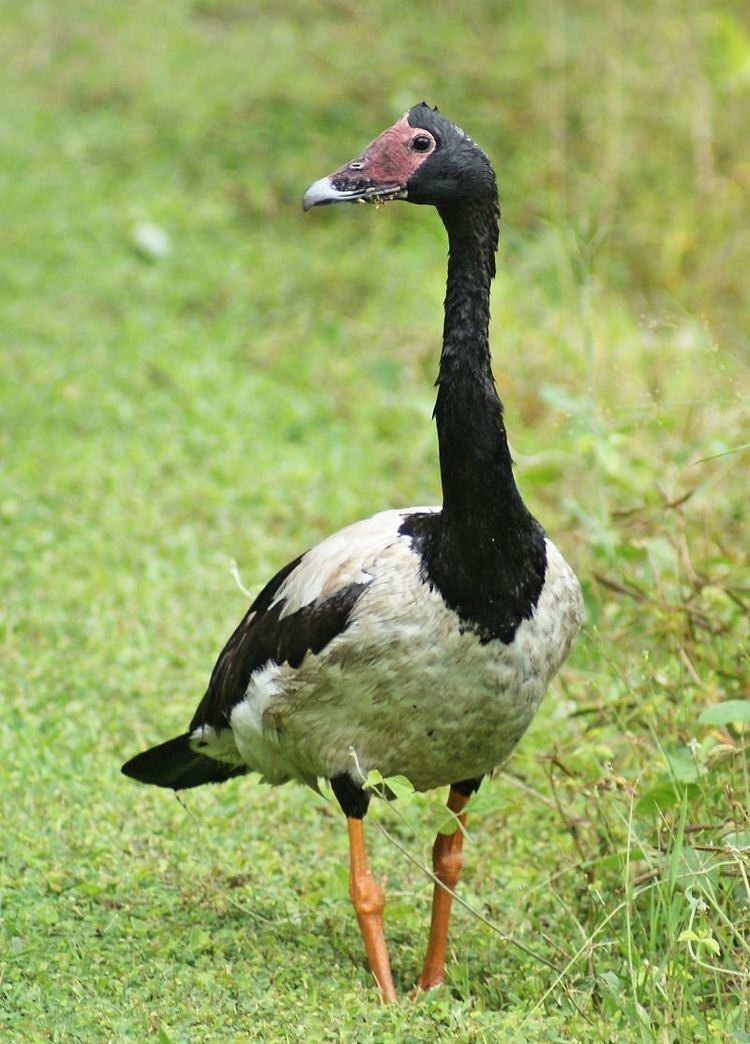 Magpie goose 1000 images about Waterfowl Magpie Goose on Pinterest It is
