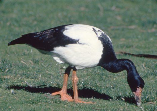 Magpie goose Magpie Goose Australian Museum