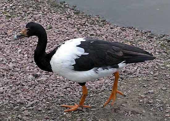 Magpie goose magpie goose bird Britannicacom