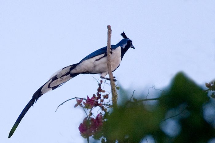 Magpie-jay Black throated Magpie Jay Calocitta colliei