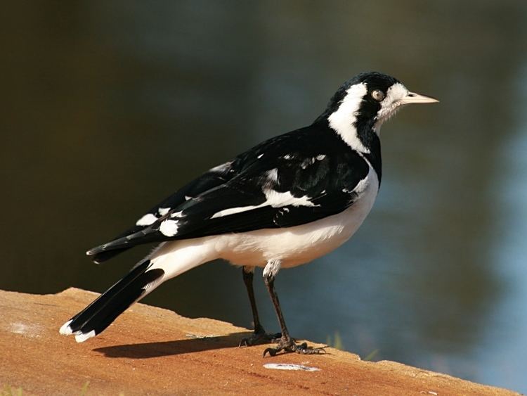 Magpie-lark httpsuploadwikimediaorgwikipediacommons99