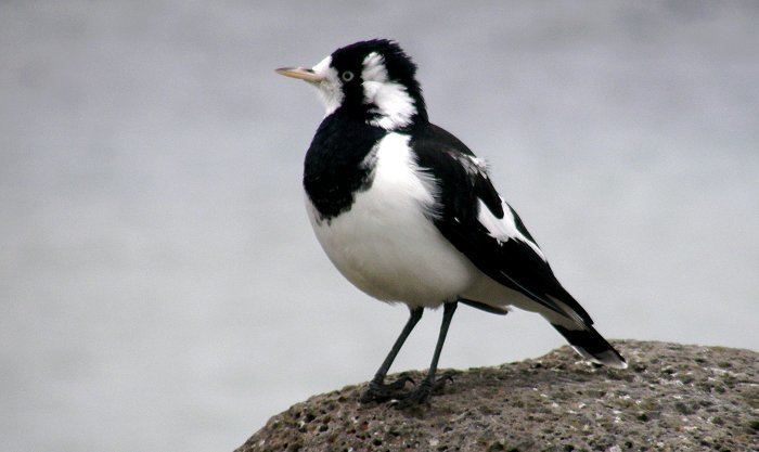 Magpie-lark Magpielark Australian Bush Birds