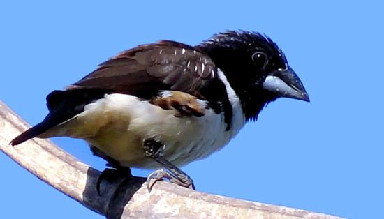 Magpie mannikin Magpie Pied Mannikin