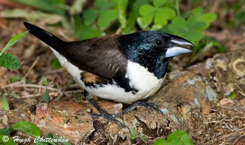 Magpie mannikin The rare Magpie Mannikin