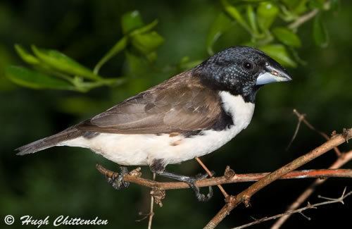 Magpie mannikin The rare Magpie Mannikin